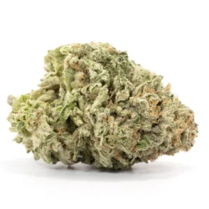 Buy Durban Poison online Durban Poison strain for sale Purchase Durban Poison discreetly Daytime sativa strain Durban Poison cannabis flower Where to buy Durban Poison Energizing sativa for focus Lab-tested Durban Poison Pure sativa cannabis online Durban Poison with fast shipping Durban Poison strain for sale Purchase Durban Poison discreetly Daytime sativa strain Durban Poison cannabis flower Where to buy Durban Poison Energizing sativa for focus Lab-tested Durban Poison Pure sativa cannabis online Durban Poison with fast shipping