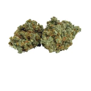 Buy Northern Lights Haze online Northern Lights Haze for sale Purchase Northern Lights Haze discreetly Sativa-dominant hybrid cannabis Lab-tested Northern Lights Haze Northern Lights Haze weed strain Order premium cannabis flower Where to buy Northern Lights Haze Creative cannabis strain online Energizing hybrid with fast shipping Buy Northern Lights Haze online Northern Lights Haze for sale Purchase Northern Lights Haze discreetly Sativa-dominant hybrid cannabis Lab-tested Northern Lights Haze Northern Lights Haze weed strain Order premium cannabis flower Where to buy Northern Lights Haze Creative cannabis strain online Energizing hybrid with fast shipping Buy Northern Lights Haze online Northern Lights Haze for sale Purchase Northern Lights Haze discreetly Sativa-dominant hybrid cannabis Lab-tested Northern Lights Haze Northern Lights Haze weed strain Order premium cannabis flower Where to buy Northern Lights Haze Creative cannabis strain online Energizing hybrid with fast shipping